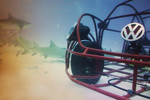 beetlesharkcage beetlesharkcage