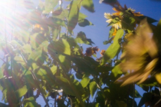 Pinhole Pinhole