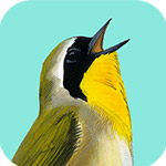 Song Sleuth: Auto Bird Song ID