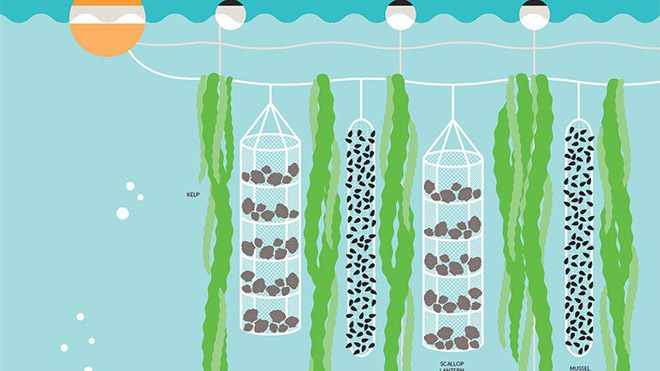 GreenWave 3D Ocean Farm