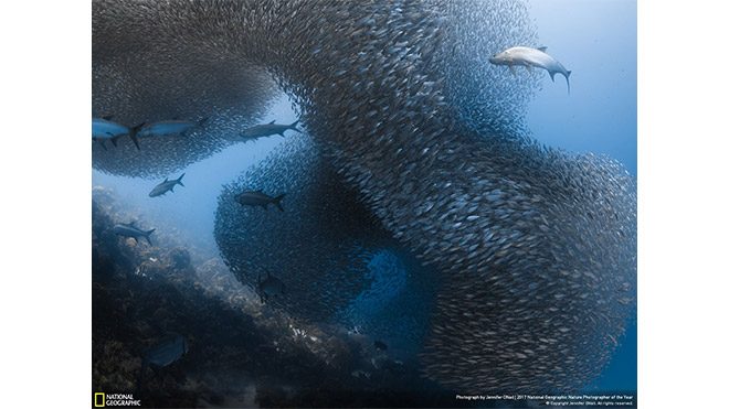 2017 National Geographic Doğa Fotoğrafçısı