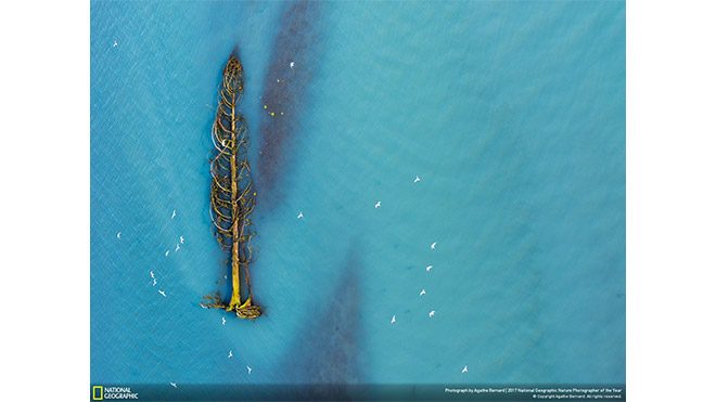 2017 National Geographic Doğa Fotoğrafçısı