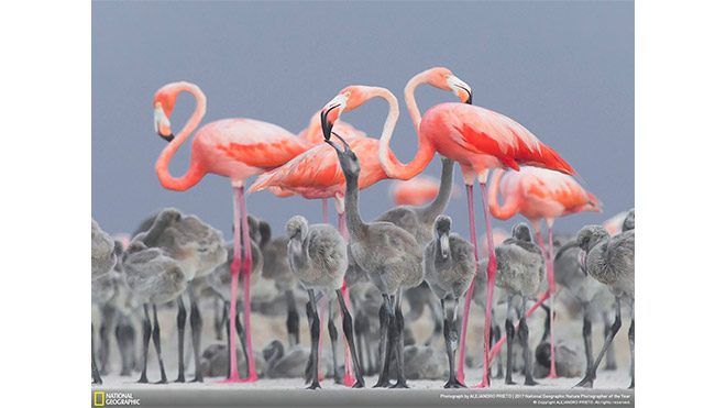 2017 National Geographic Doğa Fotoğrafçısı