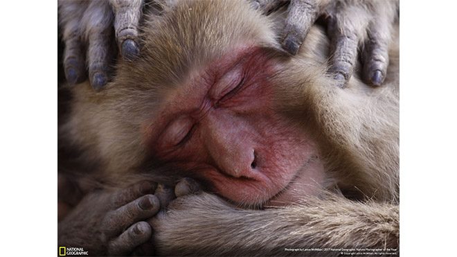2017 National Geographic Doğa Fotoğrafçısı