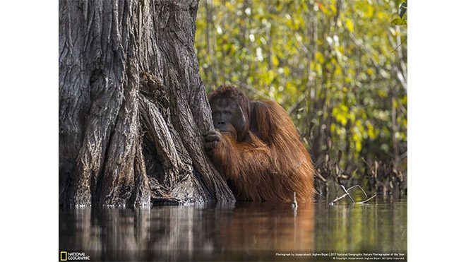 2017 National Geographic Doğa Fotoğrafçısı