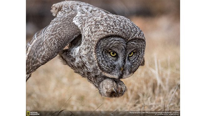 2017 National Geographic Doğa Fotoğrafçısı