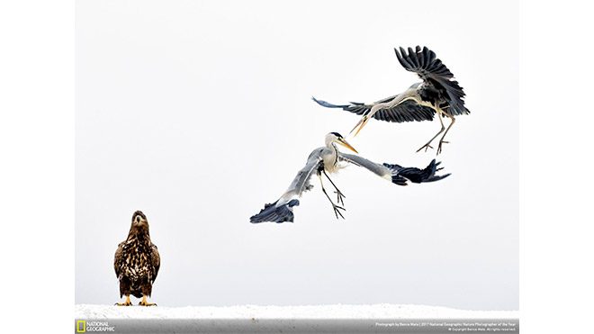 2017 National Geographic Doğa Fotoğrafçısı