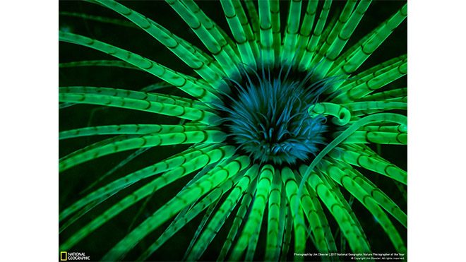 2017 National Geographic Doğa Fotoğrafçısı