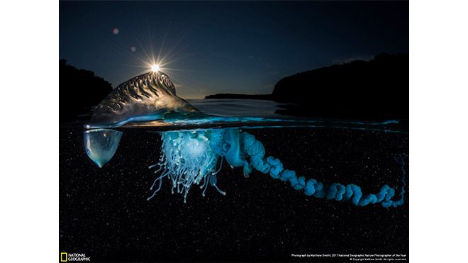2017 National Geographic Doğa Fotoğrafçısı