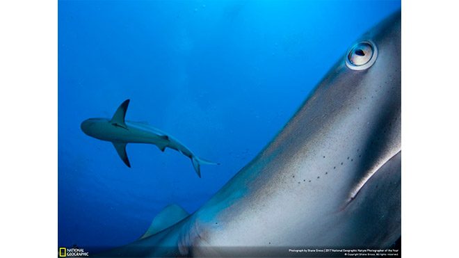 2017 National Geographic Doğa Fotoğrafçısı