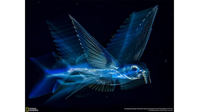 2017 National Geographic Doğa Fotoğrafçısı