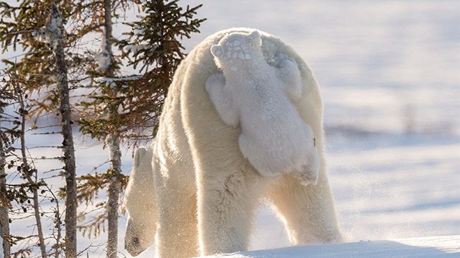 en komik doğa fotoğrafı