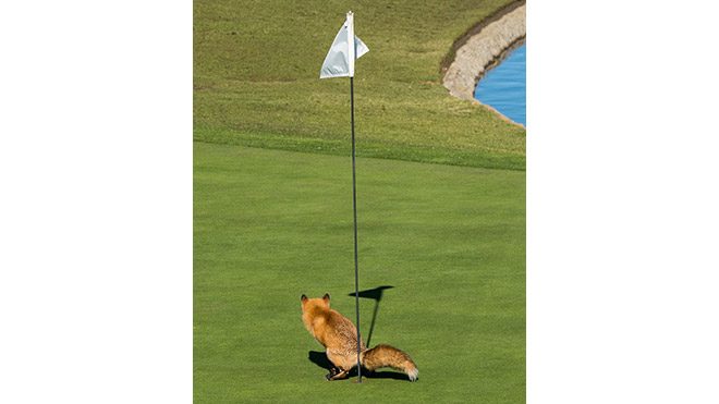 en komik doğa fotoğrafı