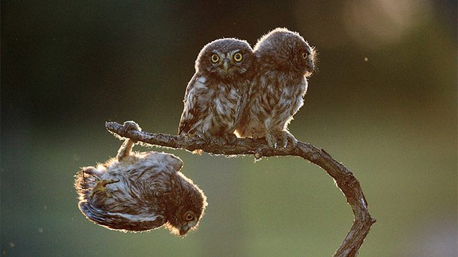 en komik doğa fotoğrafı