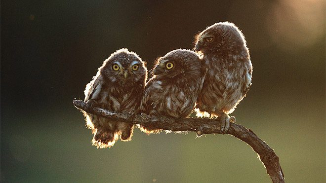 en komik doğa fotoğrafı