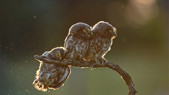 en komik doğa fotoğrafı