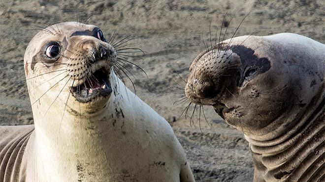 en komik doğa fotoğrafı