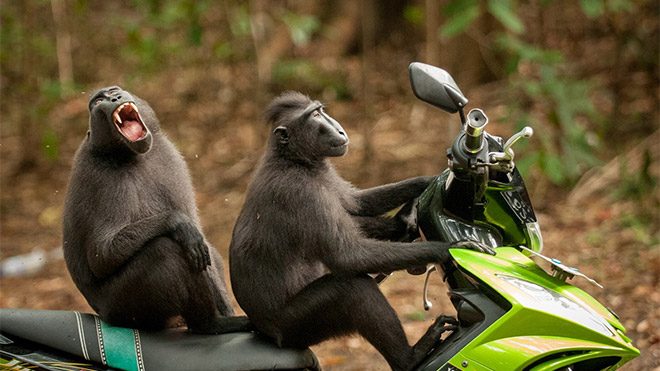 en komik doğa fotoğrafı