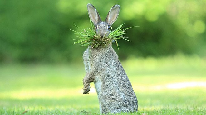 en komik doğa fotoğrafı