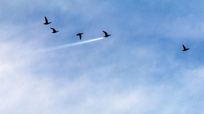 en komik doğa fotoğrafı