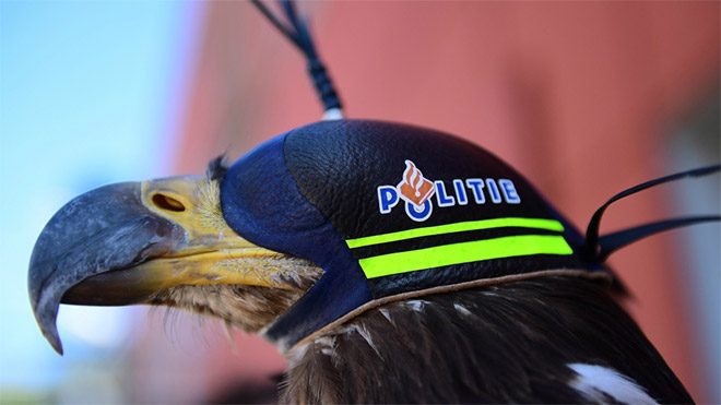 Hollanda kartal ile drone