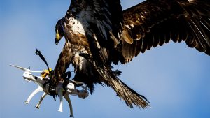 Hollanda kartal ile drone