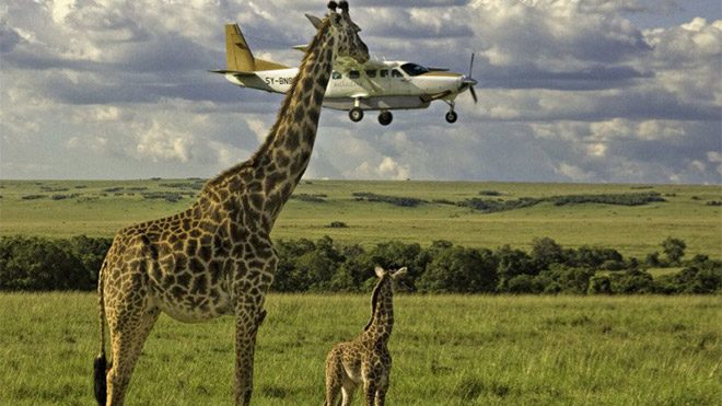 2017 Comedy Wildlife Photography Awards Fotoğraf yarışması