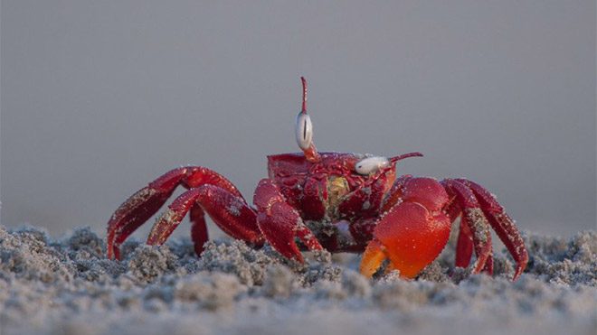 2017 Comedy Wildlife Photography Awards Fotoğraf yarışması