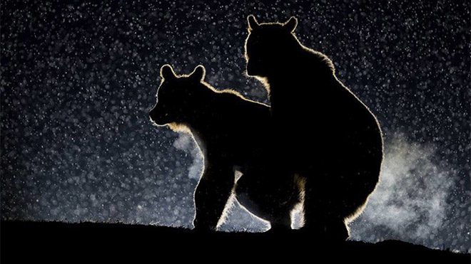 2017 Comedy Wildlife Photography Awards Fotoğraf yarışması