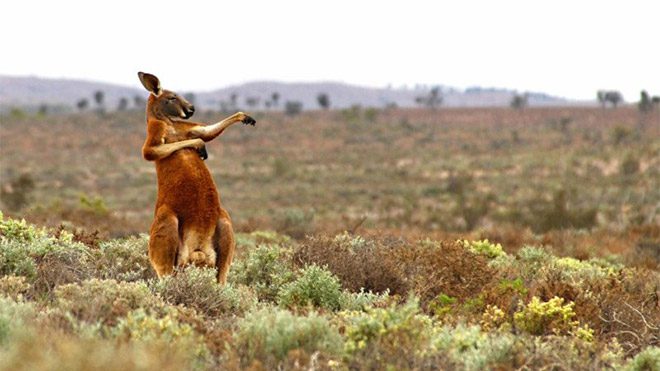 2017 Comedy Wildlife Photography Awards Fotoğraf yarışması