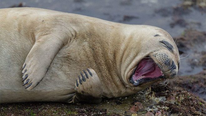 2017 Comedy Wildlife Photography Awards Fotoğraf yarışması