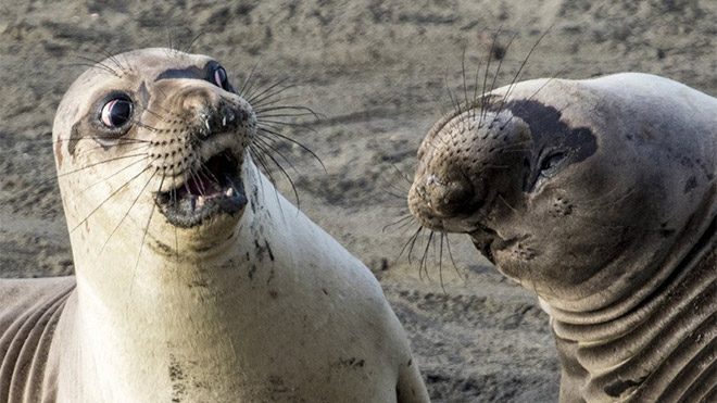 2017 Comedy Wildlife Photography Awards Fotoğraf yarışması