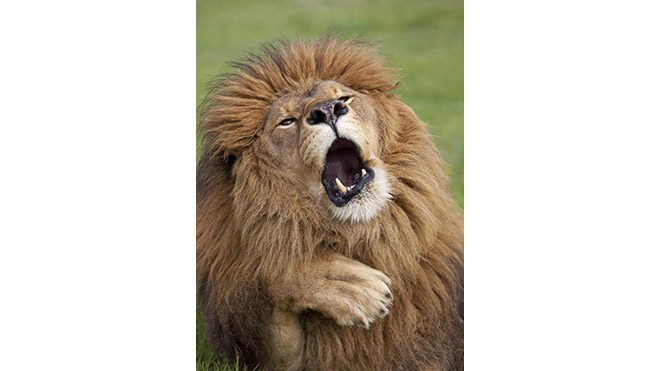 2017 Comedy Wildlife Photography Awards Fotoğraf yarışması