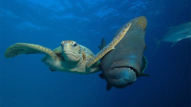 2017 Comedy Wildlife Photography Awards Fotoğraf yarışması