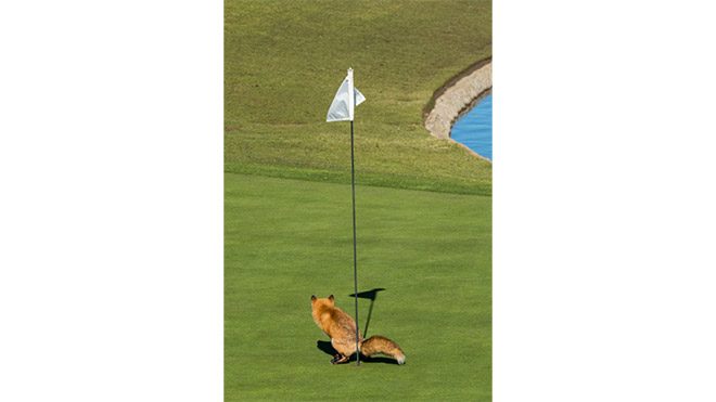 2017 Comedy Wildlife Photography Awards Fotoğraf yarışması