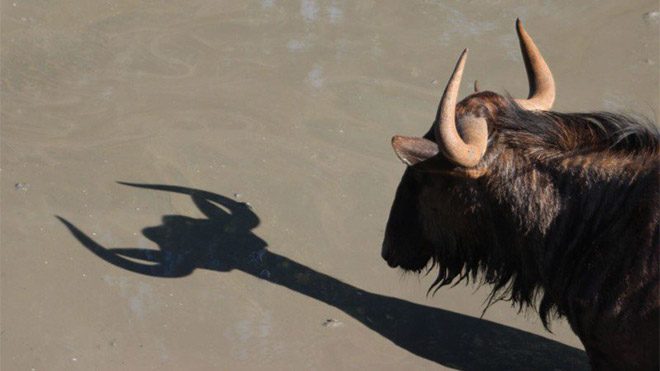 2017 Comedy Wildlife Photography Awards Fotoğraf yarışması