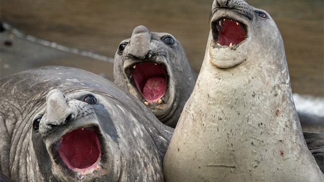 2017 Comedy Wildlife Photography Awards Fotoğraf yarışması