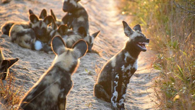 2017 Comedy Wildlife Photography Awards Fotoğraf yarışması