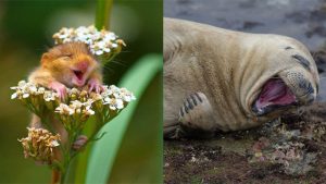 2017 Comedy Wildlife Photography Awards Fotoğraf yarışması