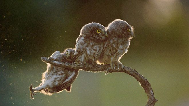 2017 Comedy Wildlife Photography Awards Fotoğraf yarışması