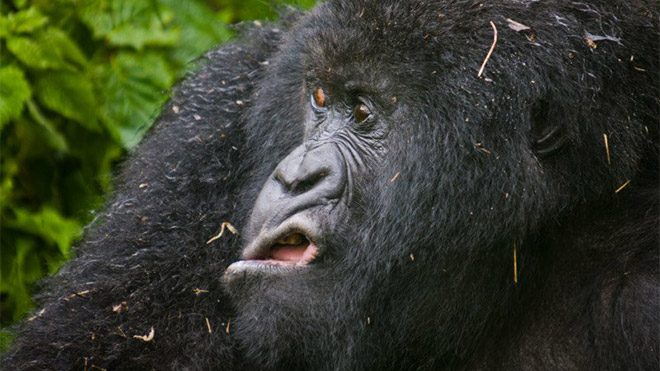 2017 Comedy Wildlife Photography Awards Fotoğraf yarışması