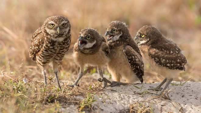 2017 Comedy Wildlife Photography Awards Fotoğraf yarışması