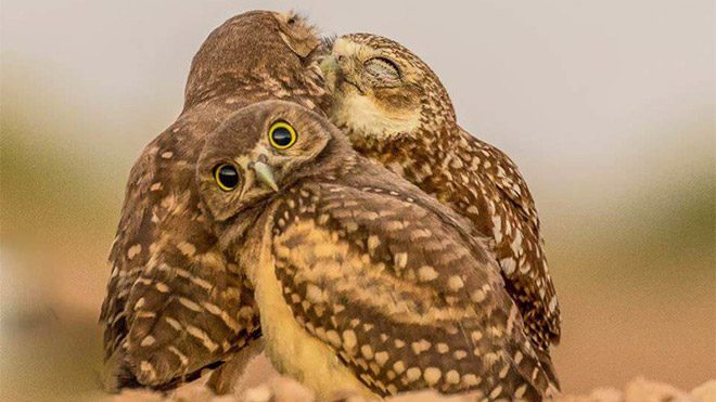 2017 Comedy Wildlife Photography Awards Fotoğraf yarışması