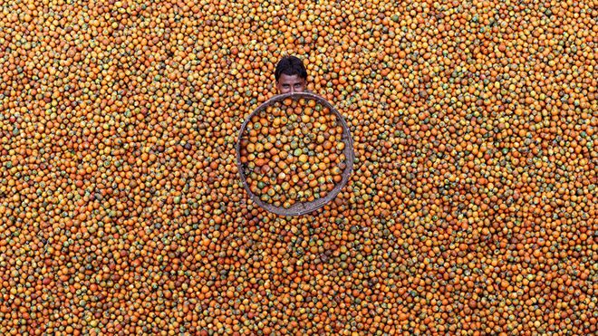 M. Yousuf Tushar'ın "Betel Nut" isimli fotoğrafı
