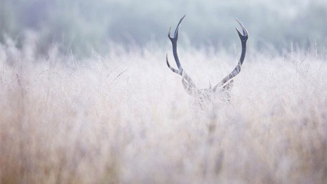 Michel d’Oultremont fotoğraf