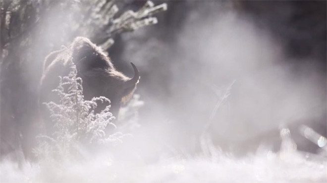 Michel d’Oultremont fotoğraf