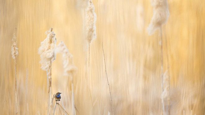 Michel d’Oultremont fotoğraf