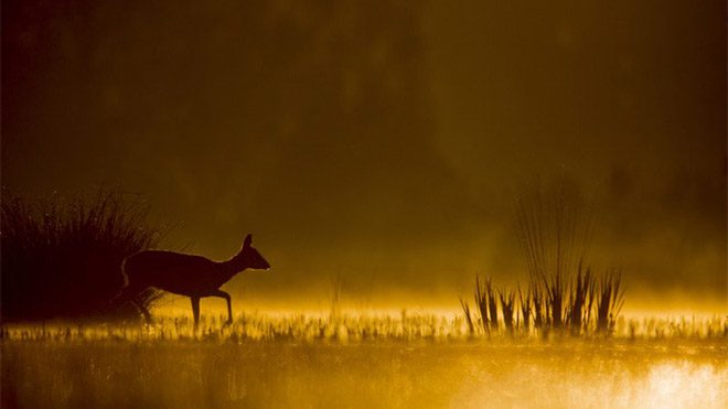 Michel d’Oultremont fotoğraf