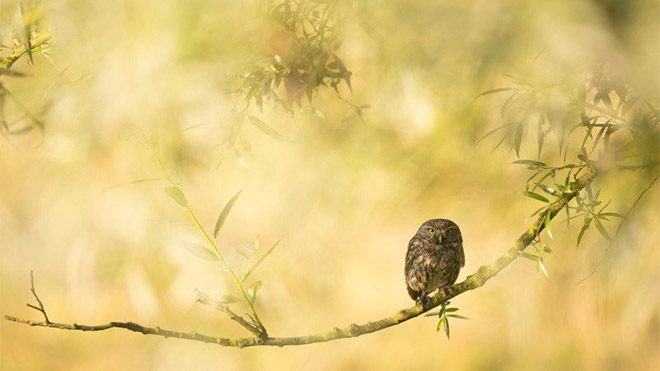Michel d’Oultremont fotoğraf