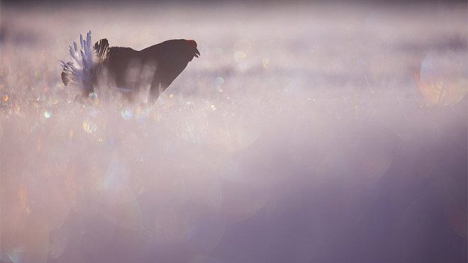 Michel d’Oultremont fotoğraf